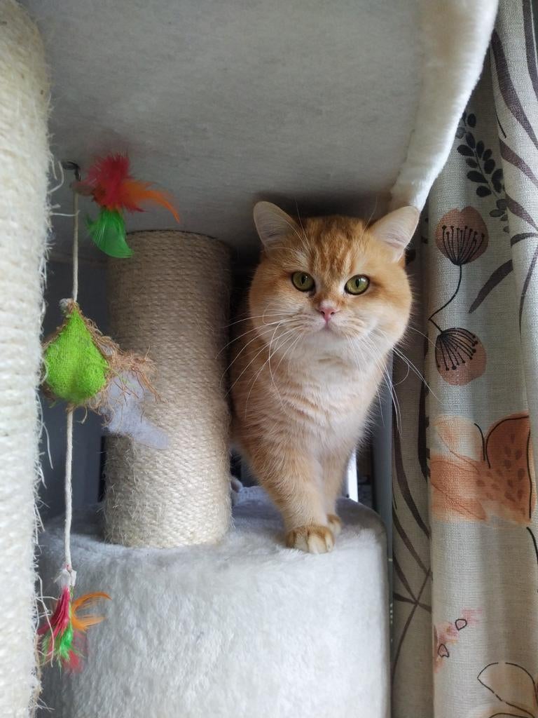 Dekkater, 0 tot 2 jaar