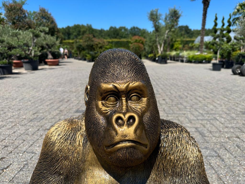 Brons -goud kleurig Gorilla beeld te koop, Ophalen, Nieuw, Kunststof, Dierenbeeld