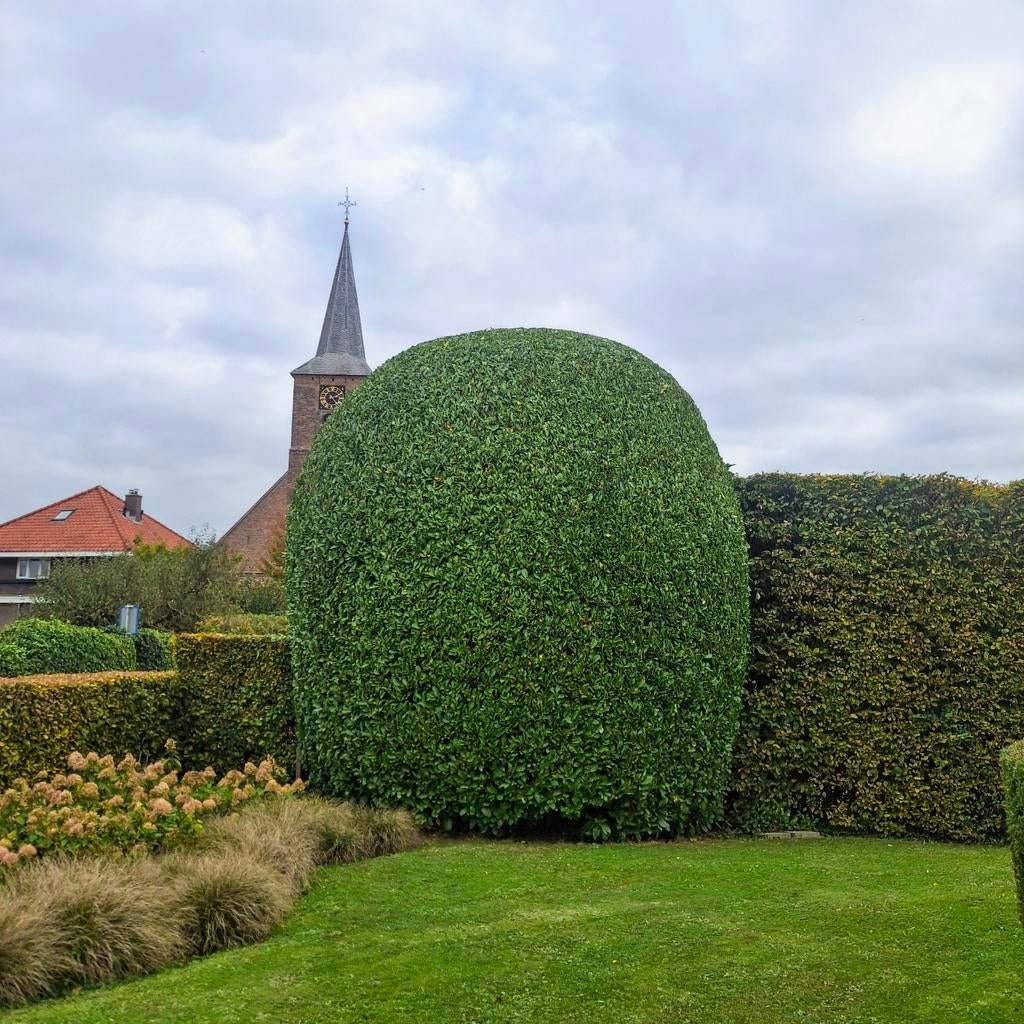 Hovenier – Tuinaanleg, Onderhoud & Boomverzorging., Garantie, Tuinonderhoud of Snoeiwerk