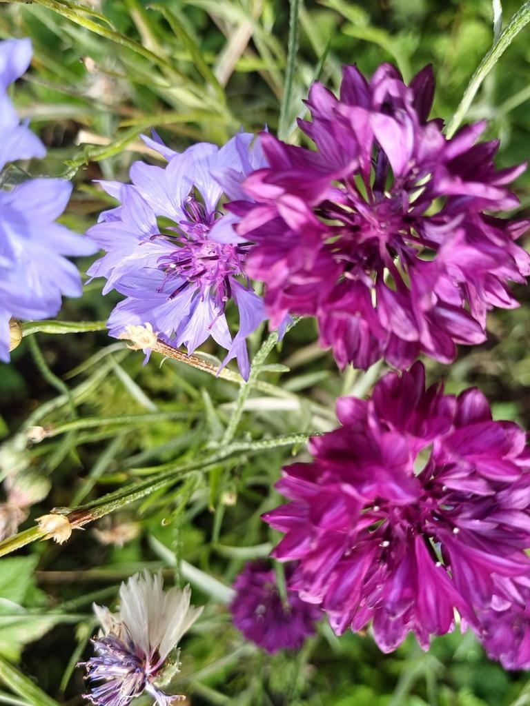 Korenbloem mix, Tuin en Terras, Bloembollen en Zaden, Zaad, Voorjaar, Volle zon, Ophalen of Verzenden
