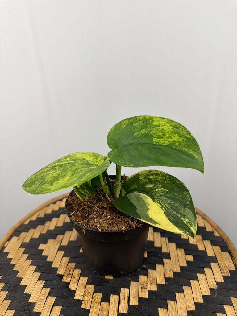 Scindapsus Jade Satin Variegata - Nieuw!, Overige soorten, In pot, Minder dan 100 cm, Groene kamerplant