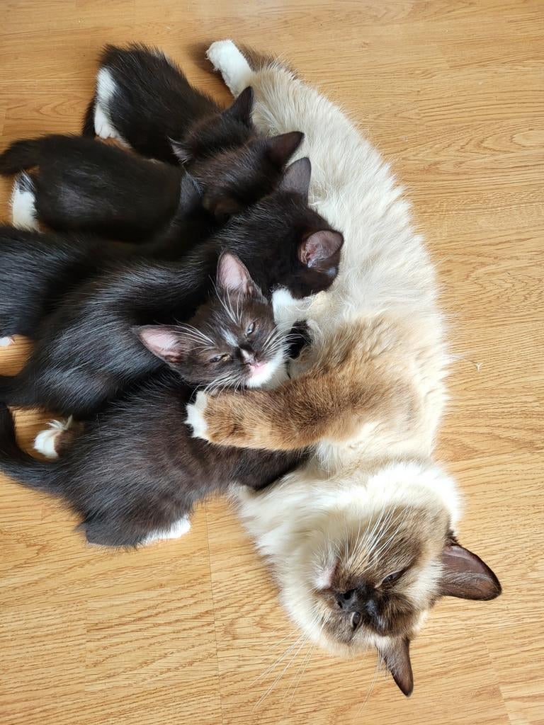 Liefste ragdoll kitten uit het nest, Poes, Ontwormd, 0 tot 2 jaar