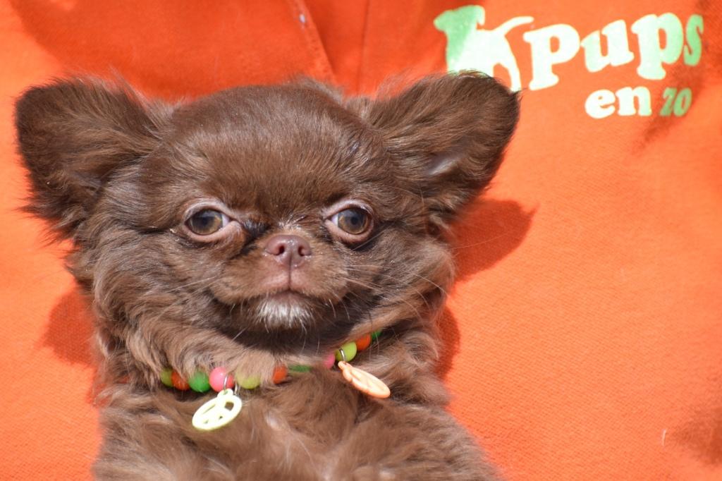 Chihuahua pups kies uw kleurtje, Dieren en Toebehoren, 15 weken tot 1 jaar, Buitenland, Parvo, Meerdere