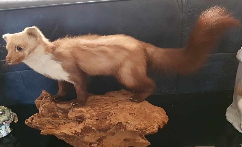 Grote Heel Lieve Opgezette Steenmarter op Boomstronk, Verzamelen, Dierenverzamelingen, Ophalen of Verzenden