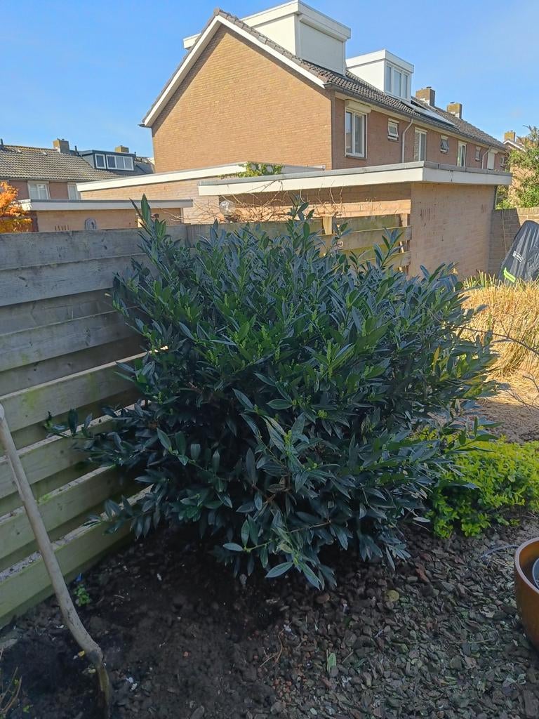 Laurier struik gratis ophalen, Ophalen