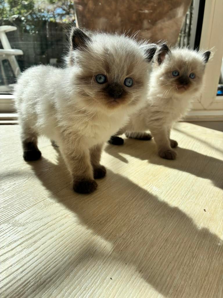 Ragdoll kittens - Te schattig - 2 nestjes, Dieren en Toebehoren, Katten en Kittens | Raskatten | Langhaar, Meerdere dieren, 0 tot 2 jaar