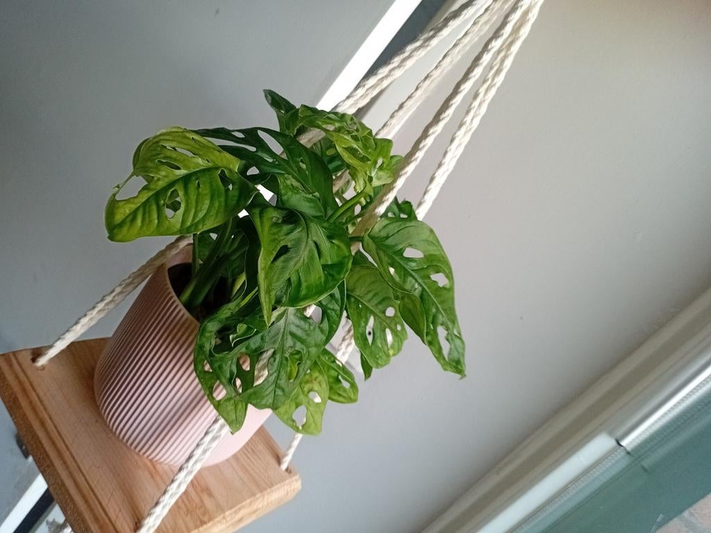 Gezonde Monstera Monkey Mask, Ophalen, Halfschaduw, Minder dan 100 cm