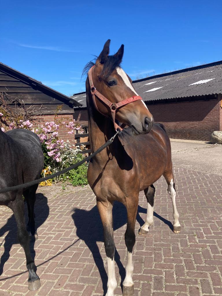 Tuigpaarden, Dieren en Toebehoren, Meerdere dieren, 0 tot 2 jaar