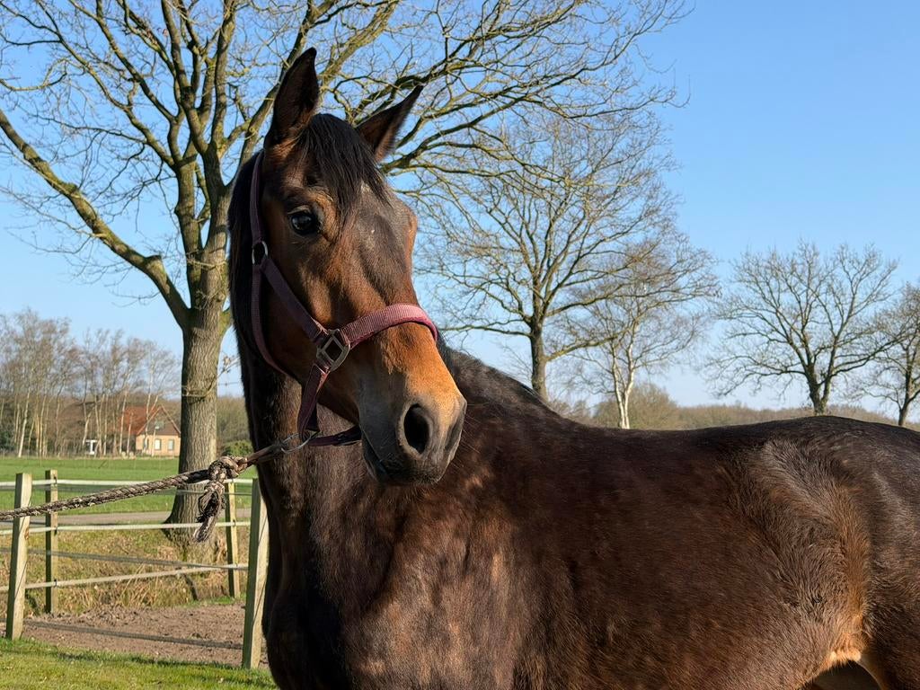 3 jr merrie v Spielberg IN PRIJS VERLAAGD!, Dieren en Toebehoren, Paarden, Merrie, Met stamboom, Dressuurpaard, 3 tot 6 jaar