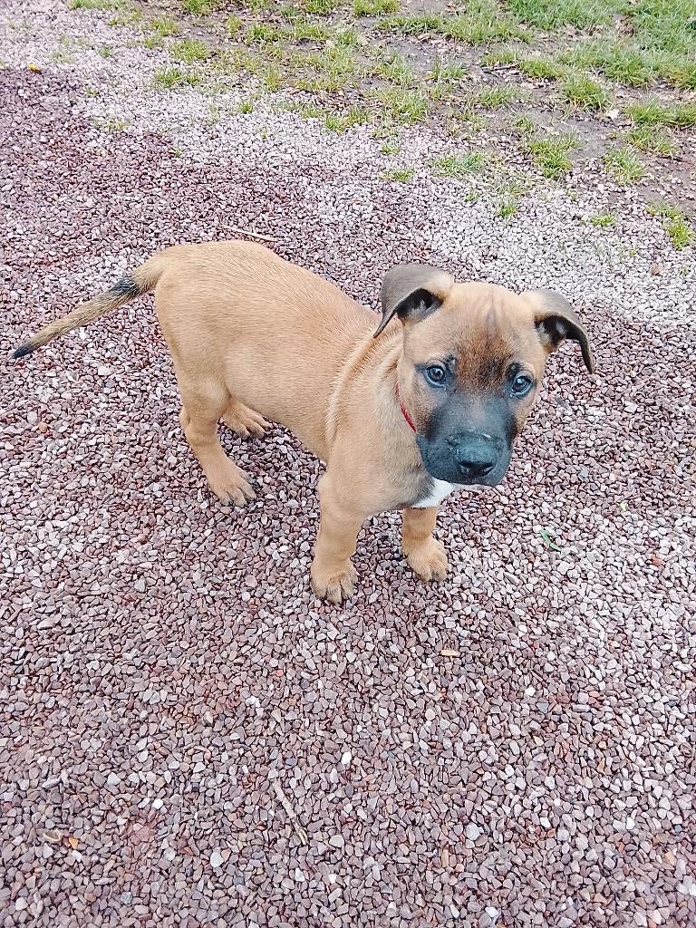 Te koop 5 pups, Dieren en Toebehoren, Honden | Niet-rashonden, Klein, Meerdere dieren, Particulier, Meerdere, Nederland, 8 tot 15 weken
