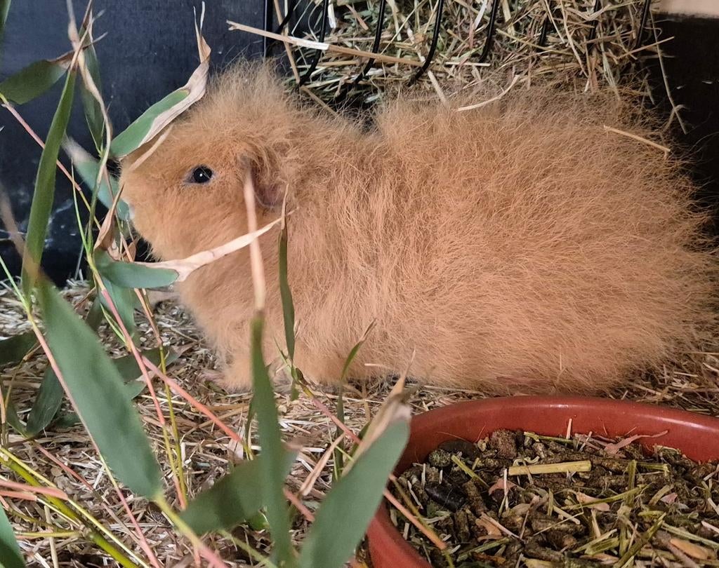 Buff Ch-Teddy beertje, Cavia, Mannelijk, November, Tam