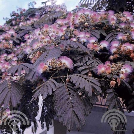 BOOM Albizia julibri. 'Summer Chocolate' Perzische slaapboom, Overige soorten, Volle zon, Vaste plant, Ophalen of Verzenden