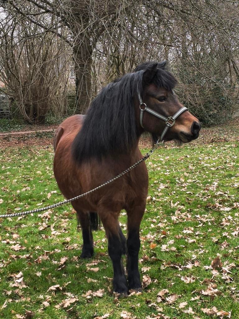 Leuke Welsh x Shetlander te koop!, Dieren en Toebehoren, Pony's, 3 tot 6 jaar, B pony (1.17m tot 1.27m), Onbeleerd, Merrie