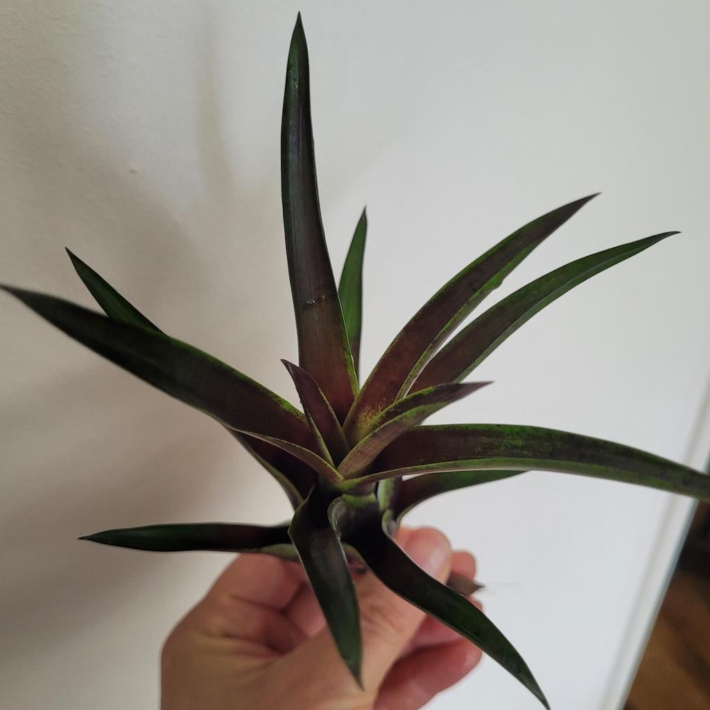 Bromelia donkerrood, Ophalen of Verzenden, Halfschaduw, Minder dan 100 cm