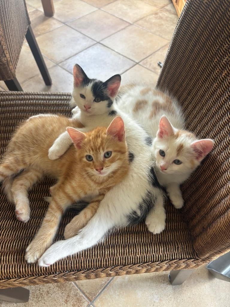 Super mooie, lieve kittens, Dieren en Toebehoren, Katten en Kittens | Overige Katten, Kater, 0 tot 2 jaar