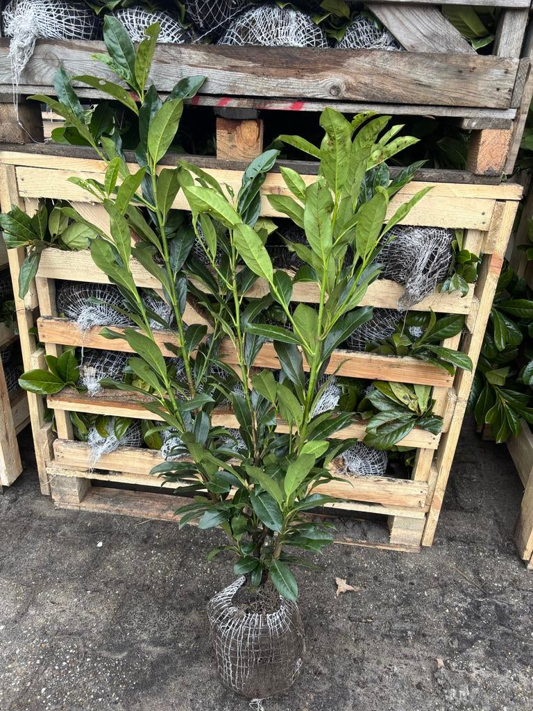 Prunus laurier Elly, Overige soorten, Volle zon, Vaste plant, Ophalen of Verzenden