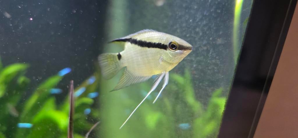 Mesonauta mirificus peru, Dieren en Toebehoren, Vissen | Aquariumvissen, Vis