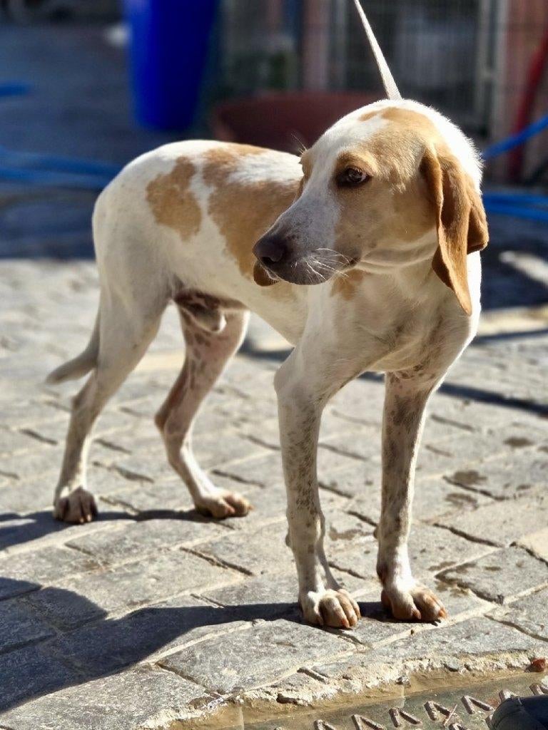 ACE: Eloy, wie neemt hem ter harte?, Dieren en Toebehoren, Particulier, 1 tot 2 jaar, Buitenland, Parvo