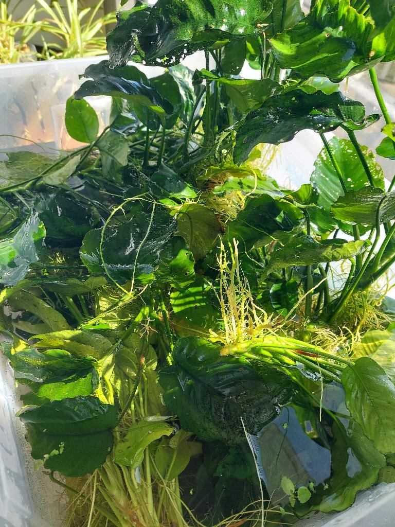 Anubiasplanten, Ophalen, Zo goed als nieuw, Plant(en), Steen of Hout
