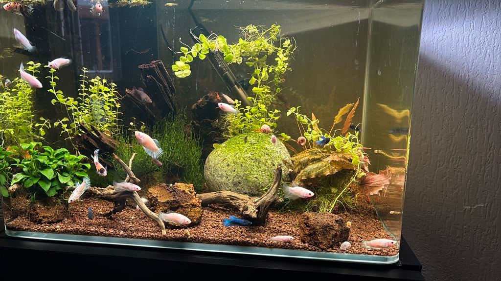 Mooi aquarium met afgeronde hoeken met vissen en de oratie, Ophalen, Zo goed als nieuw