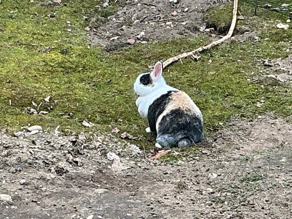 Gratis 2 konijnen, Dieren en Toebehoren, Meerdere dieren, Middelgroot, 3 tot 5 jaar
