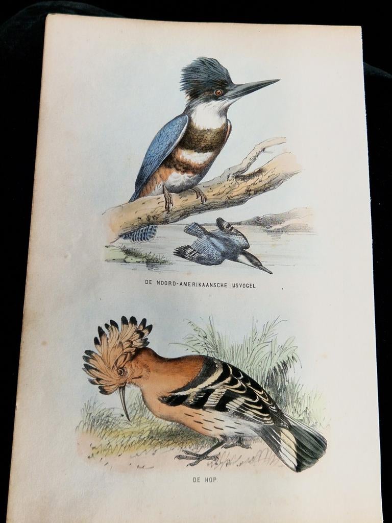 Band IJsvogel en Hop prent, Ophalen of Verzenden