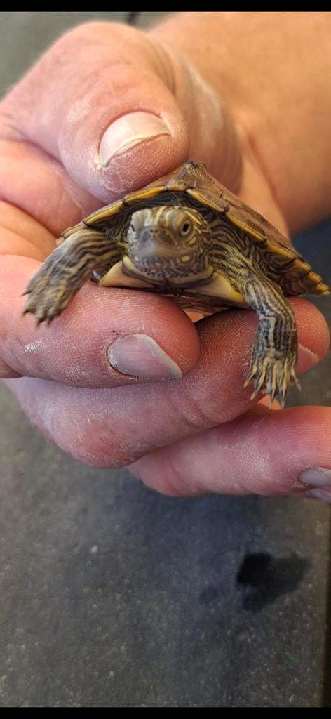Zaagrug schildpad (baby), Schildpad, 0 tot 2 jaar