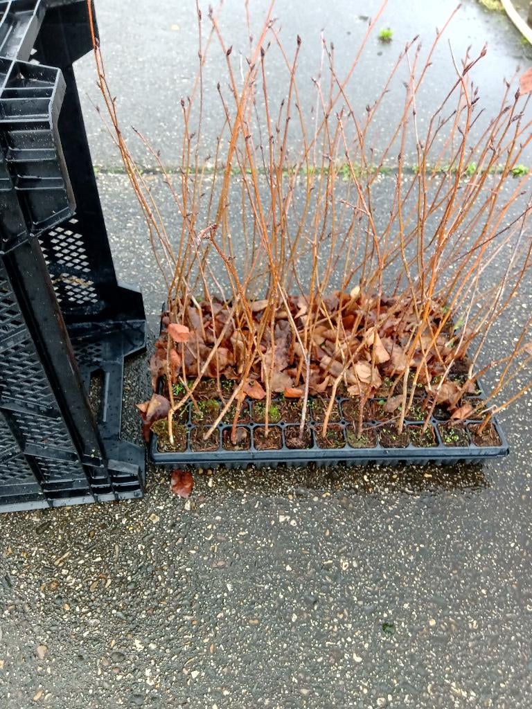 Witte berken plg in plug, Ophalen of Verzenden, Eenjarig, Overige soorten, Halfschaduw