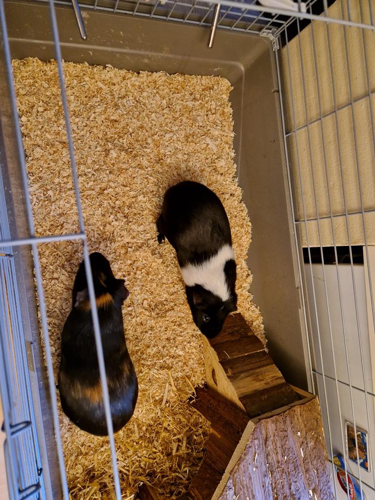 2 mannetjes Cavia’s zoeken naar nieuw huisje, Dieren en Toebehoren, Knaagdieren, Cavia, Mannelijk, Tam, September