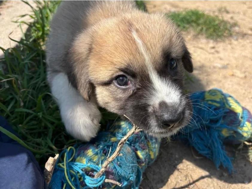 Lieve, sociale Josi op zoek naar gouden mandje…. ️, Dieren en Toebehoren, Particulier, 8 tot 15 weken, Buitenland, Teef
