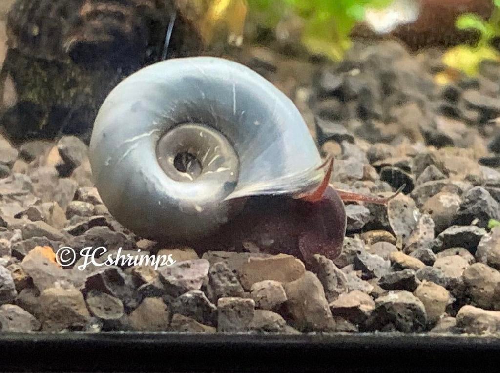 Posthoorn slak blauw | Ramshoorn slakken, Dieren en Toebehoren, Slak of Weekdier