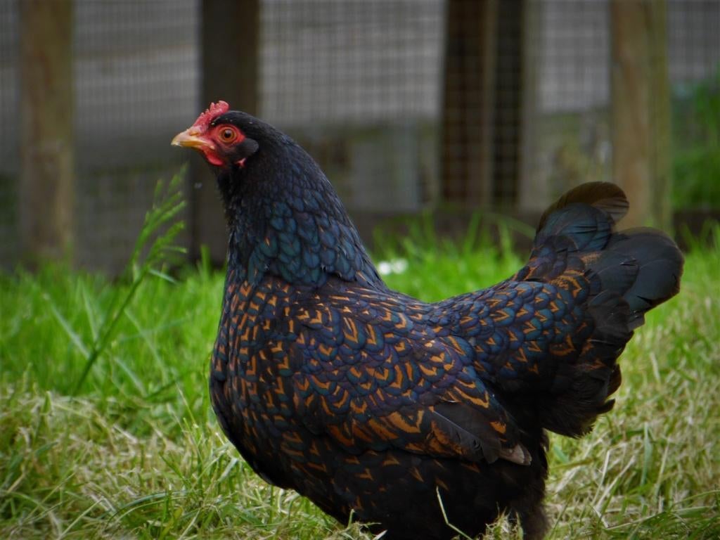 Barnevelder kriel | Goede leggers | Lieve kippen, Vrouwelijk, Kip