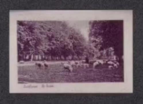 Foto Zuidlaren De Brink Schapen., 1980 tot heden, Foto, Ophalen of Verzenden, Zo goed als nieuw