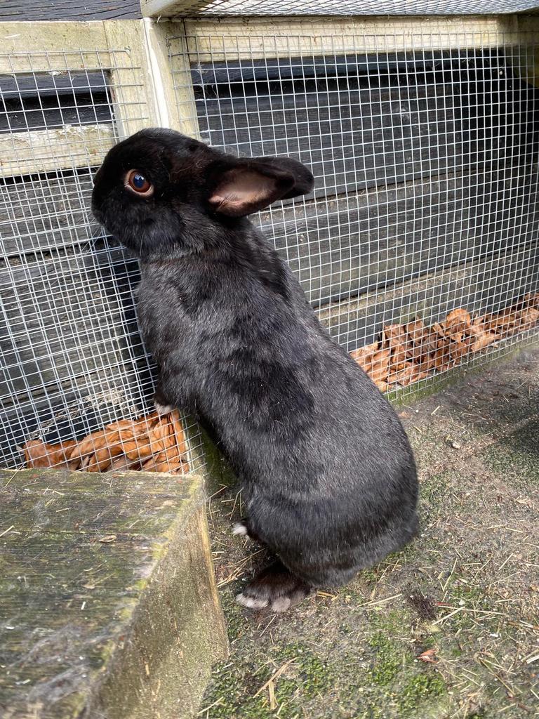 Lieve Konijnen te koop, Dieren en Toebehoren, Konijnen, Meerdere dieren