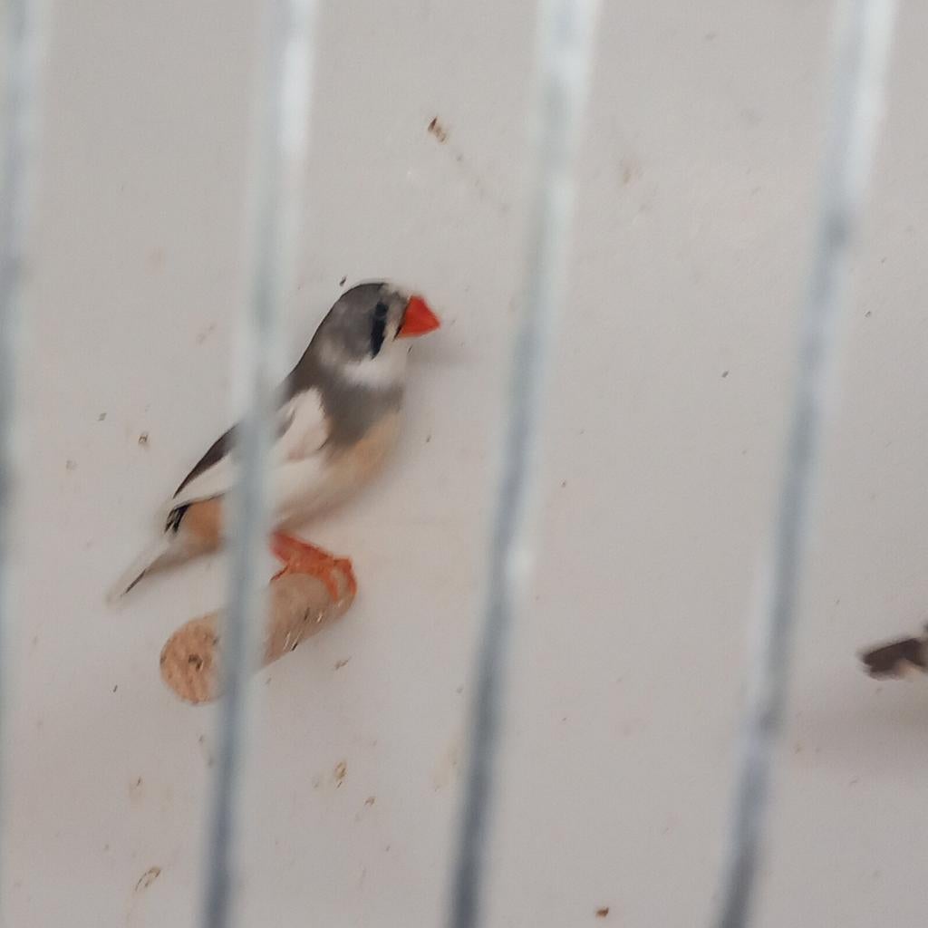 Mooie wit/grijs bonte pop 2025., Vrouwelijk