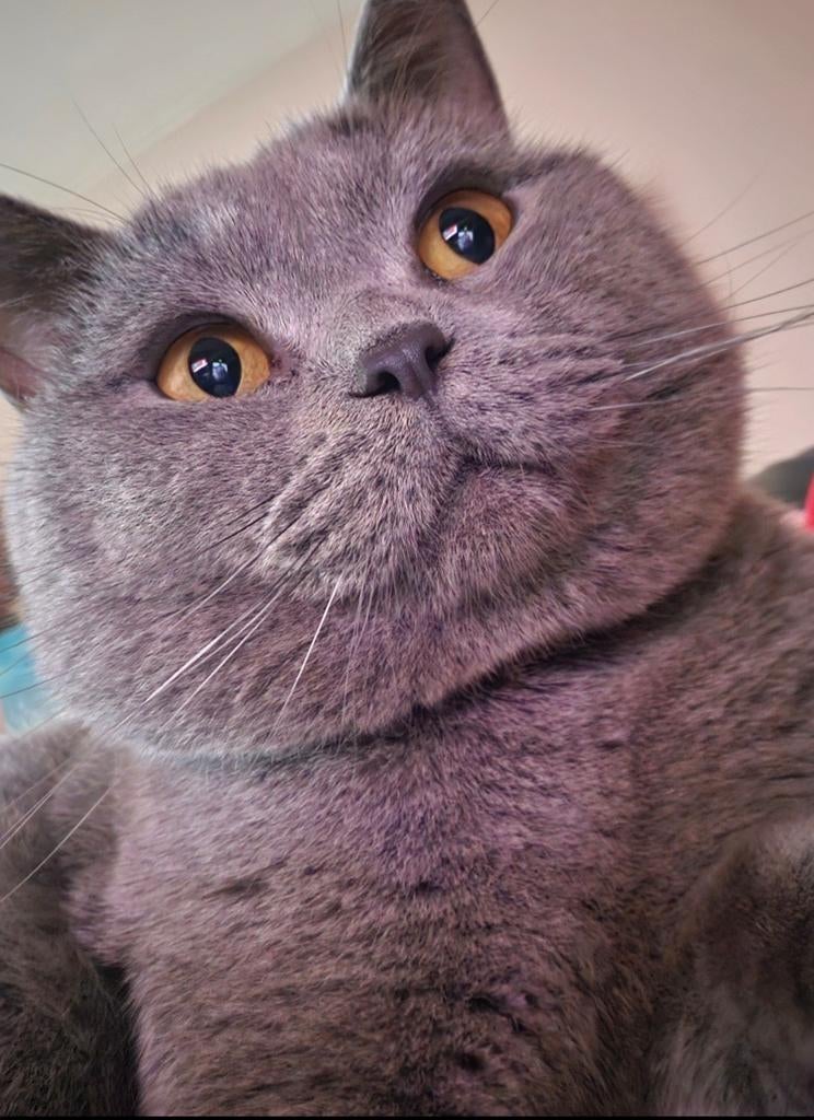 Raszuivere Britse korthaar kater!,,,, Kater, Ontwormd