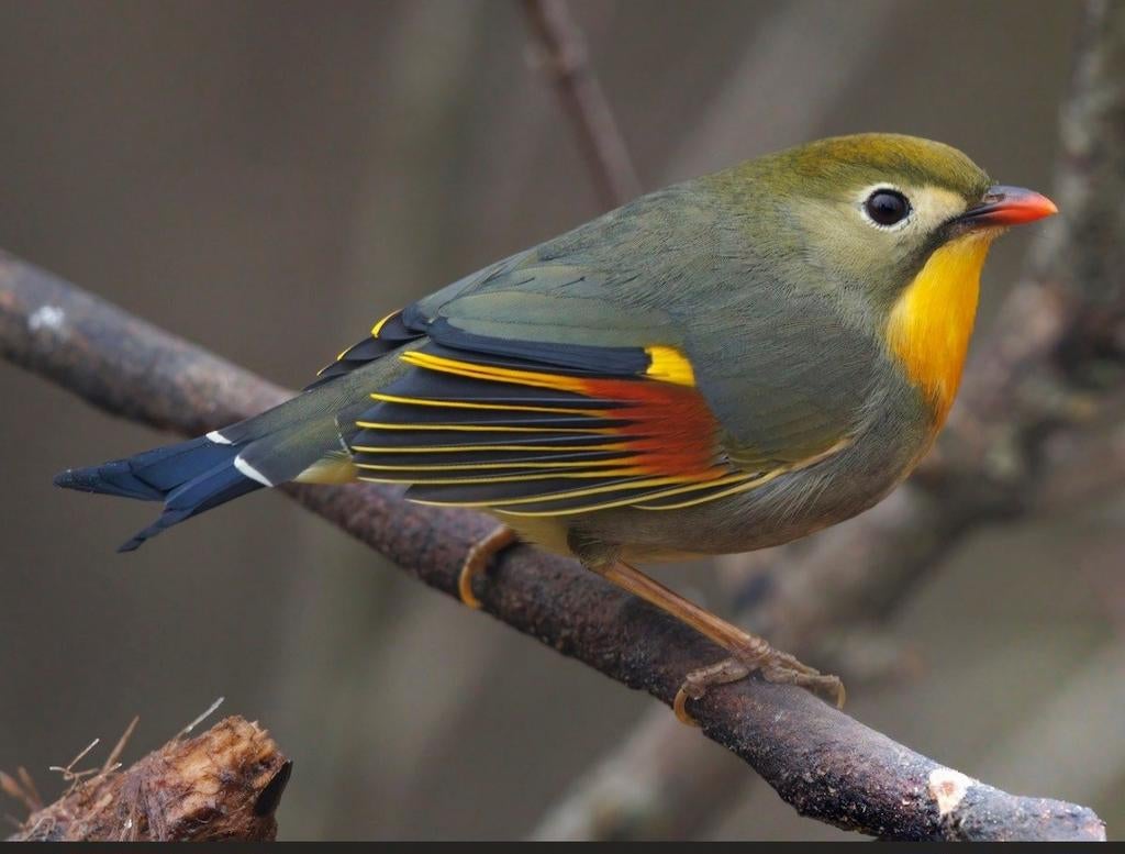 Gezocht: Japanse Nachtegaal man, Mannelijk, Geringd