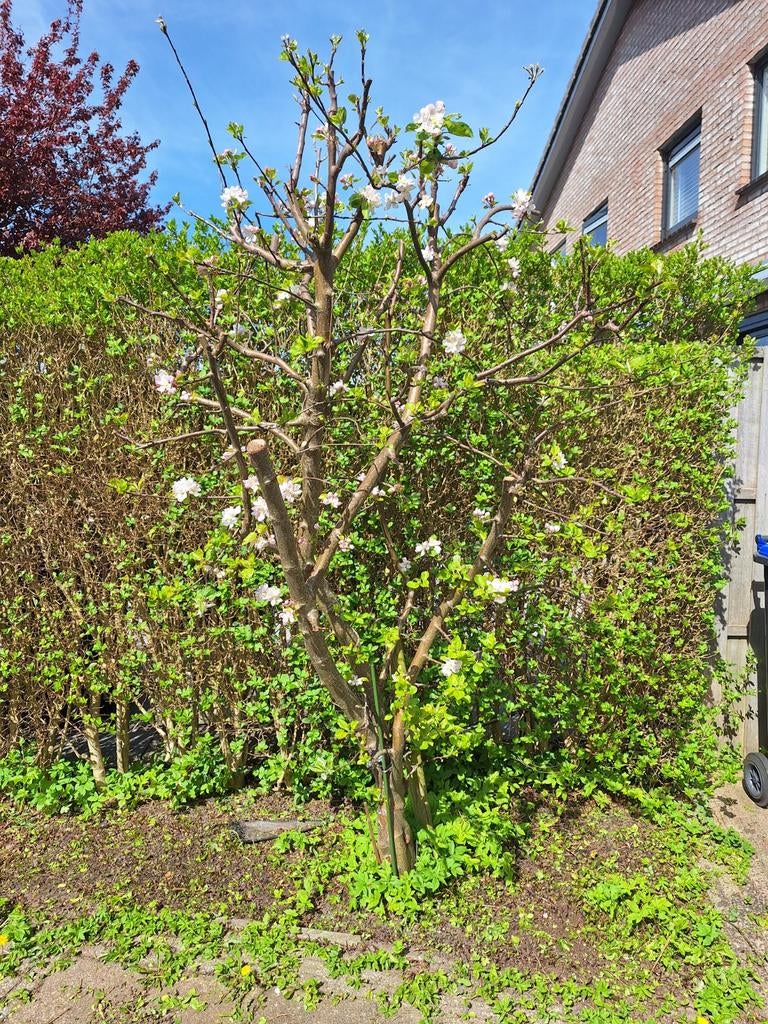 Appelboom, zelf uitgraven !!, Tuin en Terras, Ophalen of Verzenden, Lente, Volle zon, Overige soorten
