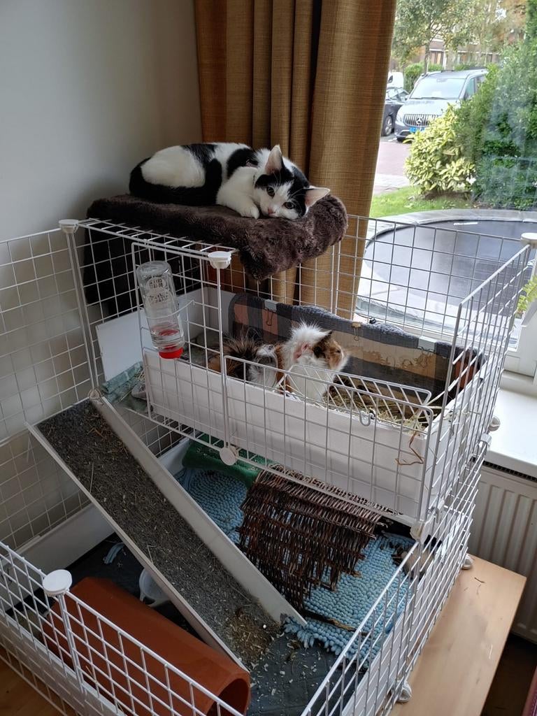 Cavia kooi hok 74 x 74 x H 74, Dieren en Toebehoren, Knaagdieren en Konijnen | Hokken en Kooien, 60 tot 90 cm, Minder dan 75 cm