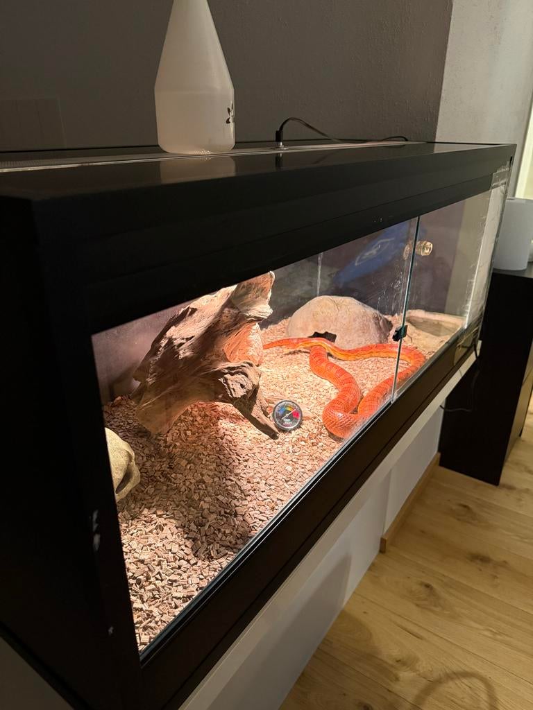 Rattenslang Rat Snake - female for sale from Nassim