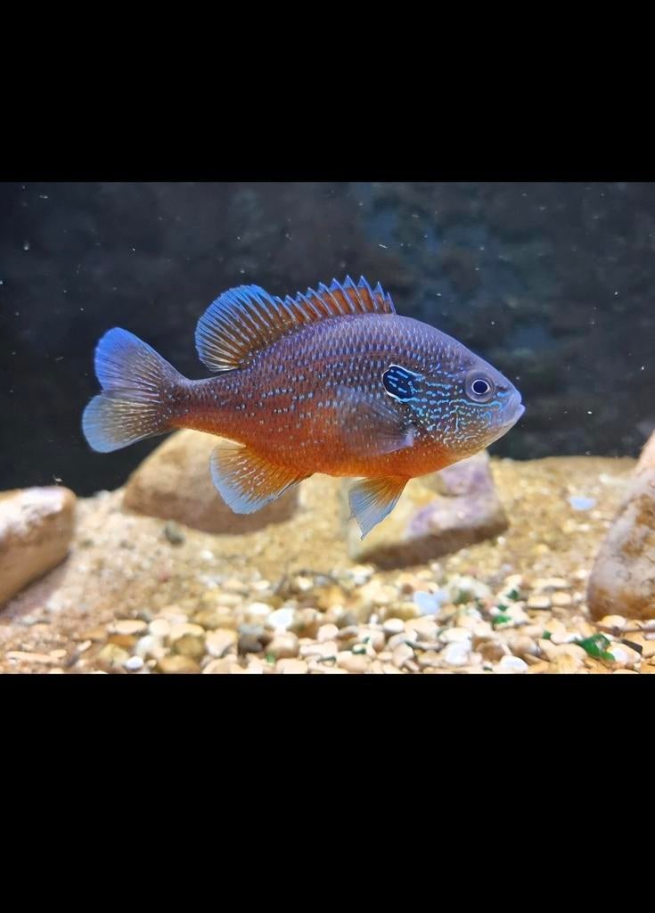 Rode marginatus. Bijzondere vijvervis., Baars of Goudwinde