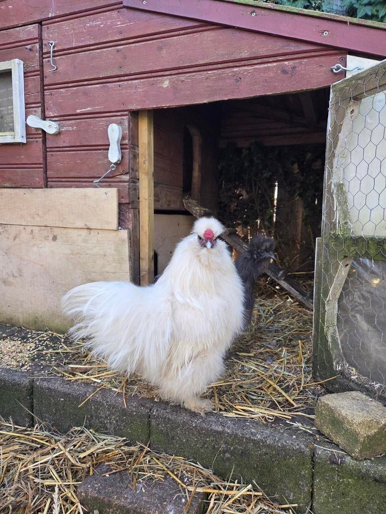 Haantje ruilen? Jullie deze witte, wij een oranje, Dieren en Toebehoren, Pluimvee, Mannelijk, Kip