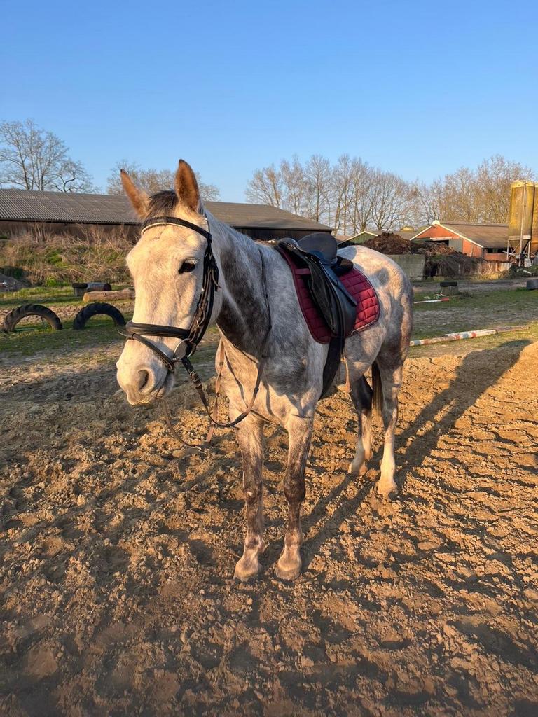 Brave Schimmel pony te koop, Dieren en Toebehoren, Pony's, Springpony, Zadelmak, 3 tot 6 jaar, D pony (1.37m tot 1.48m)