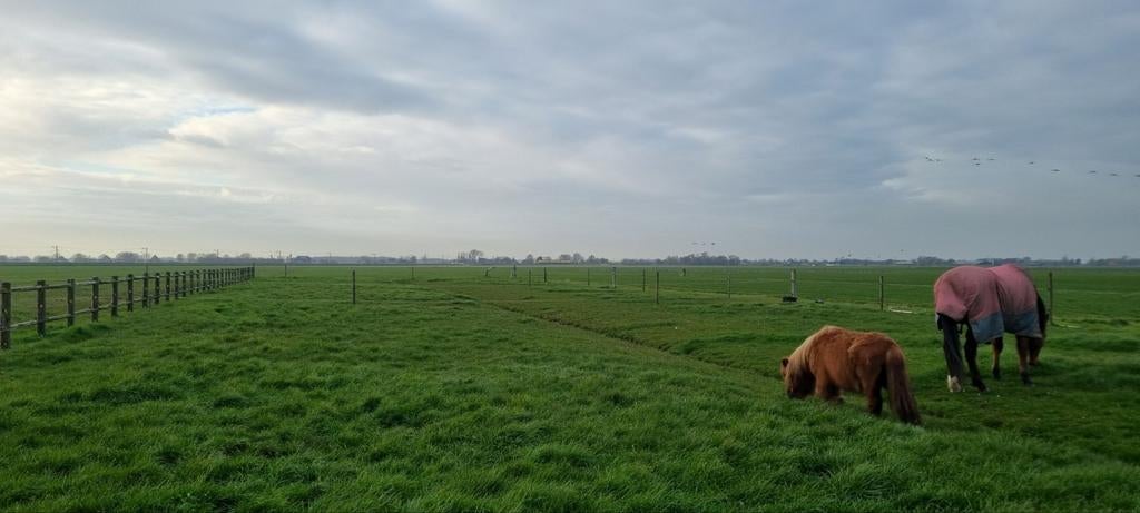 Weidegang aangeboden, Weidegang