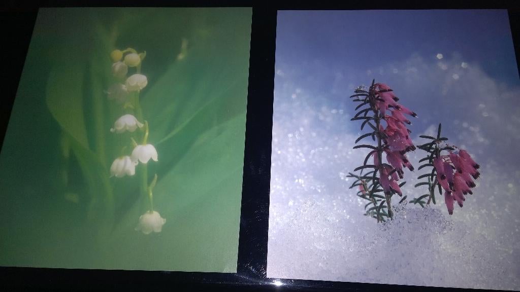 Prenten natuur ( houdland), Ophalen of Verzenden