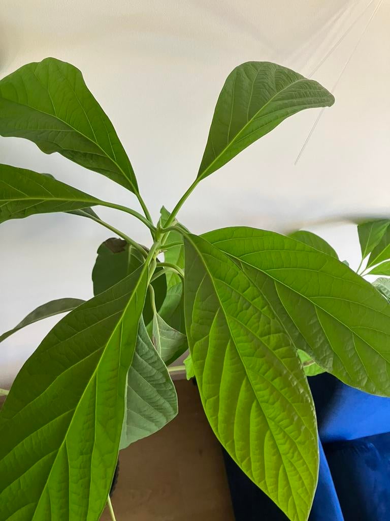 Grote avocado planten voor binnen, Ophalen, In pot, Volle zon, Overige soorten