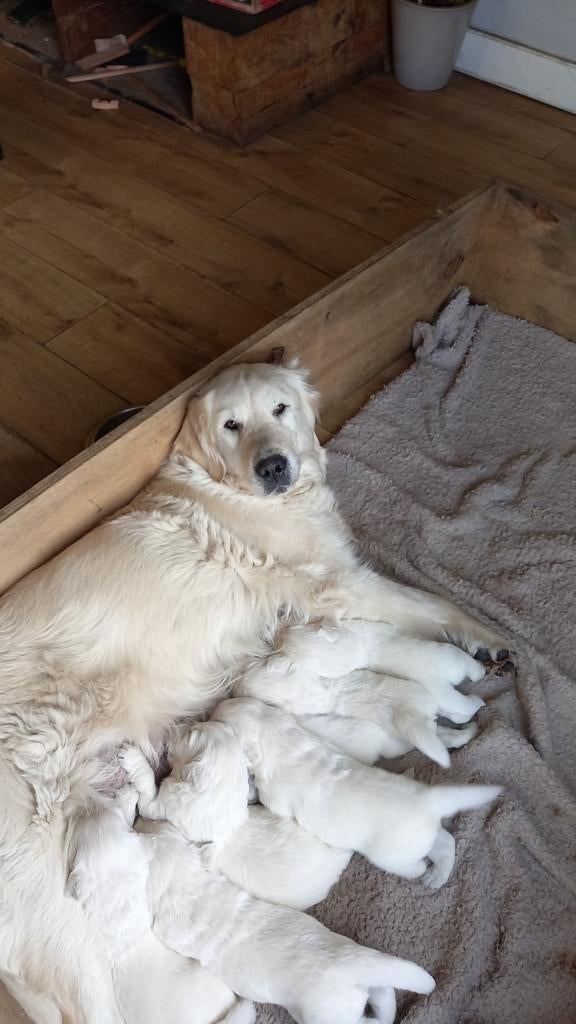 Te koop mooie gezonde golden retriever pups, Golden retriever, 8 tot 15 weken, Meerdere, Meerdere dieren