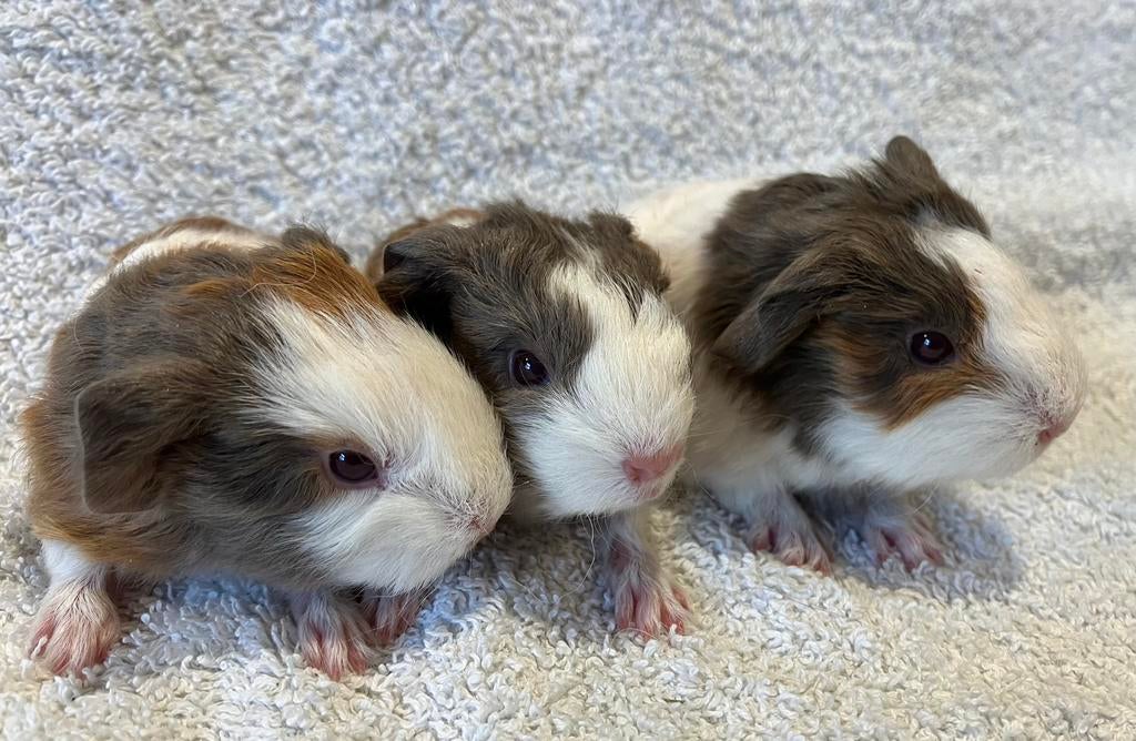 2 mooie CH Teddy broertjes, Dieren en Toebehoren, Knaagdieren, Mannelijk, Tam, Maart, Cavia