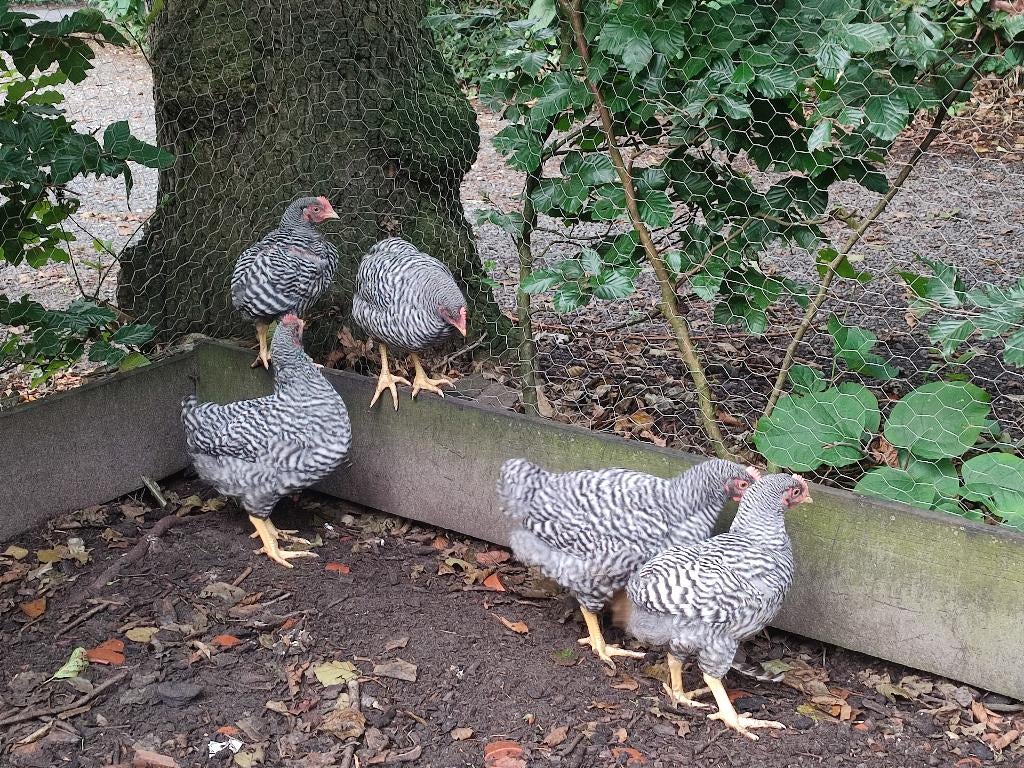 Jonge Amrock haan - groot ras, Dieren en Toebehoren, Mannelijk, Kip