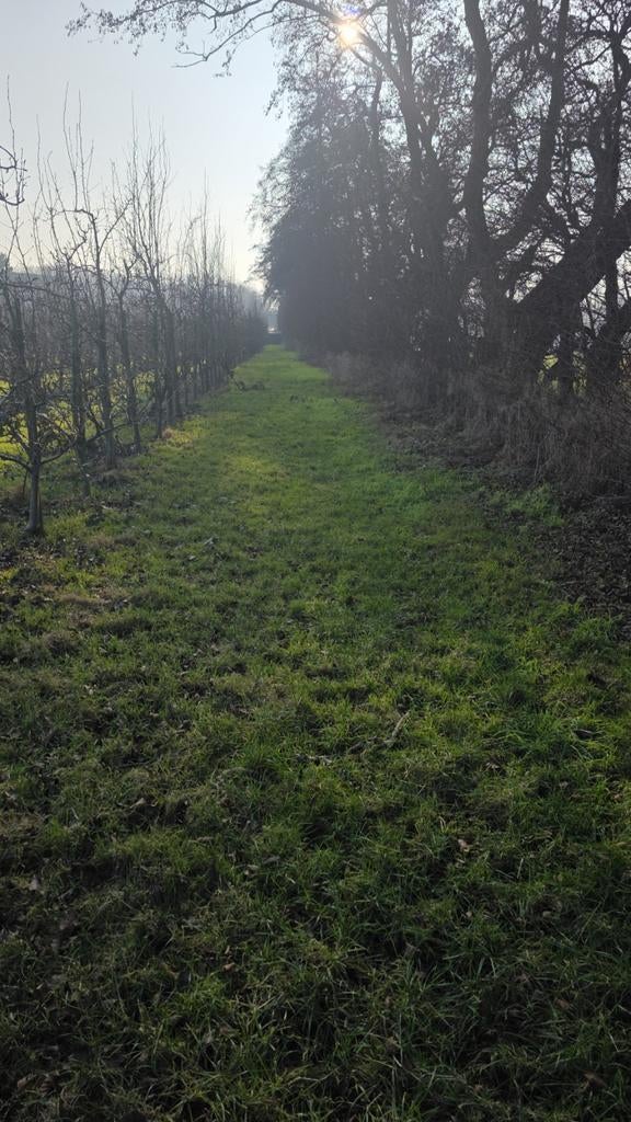 Te Huur: Weidegang in een Prachtige Boomgaard, Dieren en Toebehoren, Weidegang